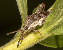 Merocoris distinctus
