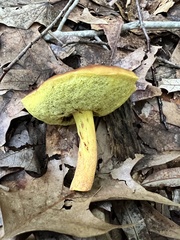 Hemileccinum