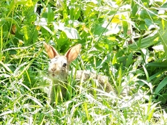 Sylvilagus floridanus