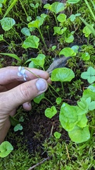 Viola palustris