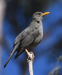 Turdus chiguanco