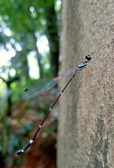 Protosticta gravelyi