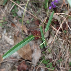 Hardenbergia violacea