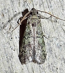 Cacotherapia flexilinealis