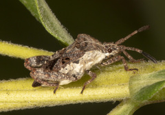 Merocoris distinctus