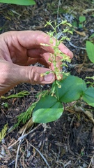 Neottia banksiana