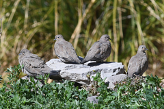 Metriopelia melanoptera