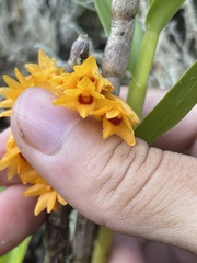 Dendrobium tiongii