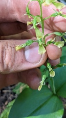 Neottia banksiana