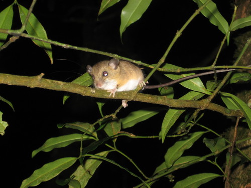 short-nosed harvest mouse (Reithrodontomys brevirostris) — Least Concern Mammalia