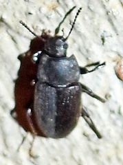 Blapstinus