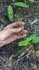 Neottia banksiana