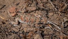 Phrynosoma blainvillii