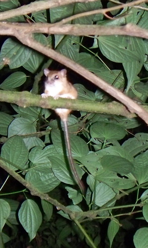 Nyctomys sumichrasti