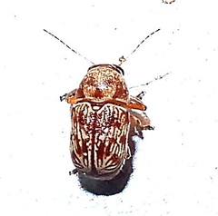 Pachybrachis turbidus
