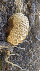 Caloboletus conifericola