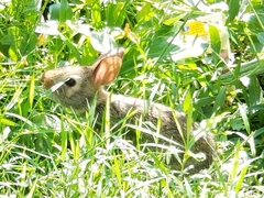 Sylvilagus floridanus