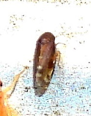 Xestocephalus