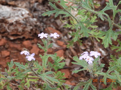 Glandularia latilobata