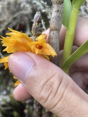 Dendrobium tiongii