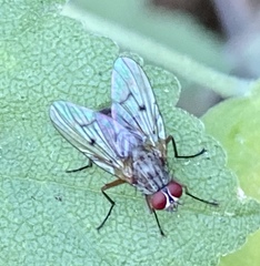 Diptera
