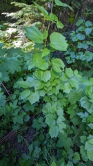 Viburnum edule