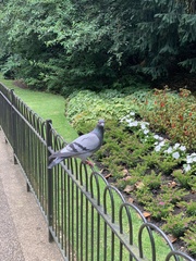 Columba livia domestica