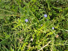 Evolvulus alsinoides