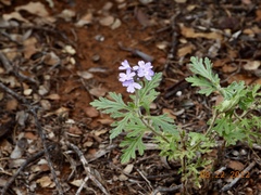 Glandularia latilobata
