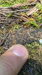 Protopannaria pezizoides