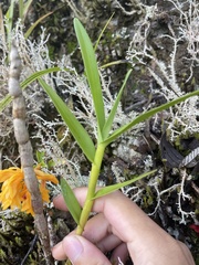 Dendrobium tiongii