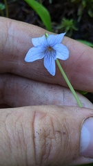 Viola palustris