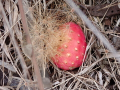 Cactoideae