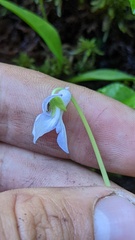 Viola palustris