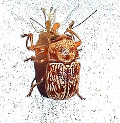 Pachybrachis turbidus