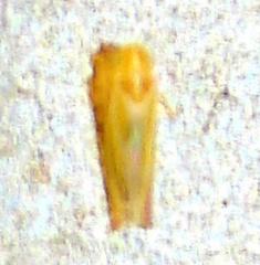 Erythridula