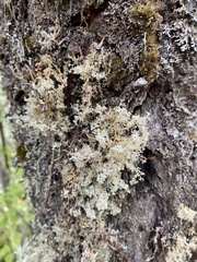 Sphaerophorus tuckermanii