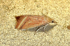 Microtheoris ophionalis
