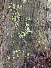 Pyrrosia eleagnifolia