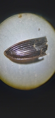 Platynini