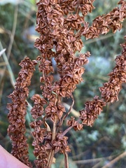 Rumex triangulivalvis
