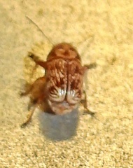 Pachybrachis turbidus