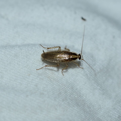 Blattella
