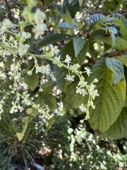 Reynoutria multiflora