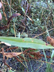 Rumex triangulivalvis