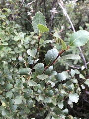 Betula pumila