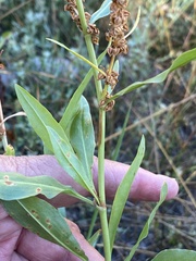 Rumex triangulivalvis