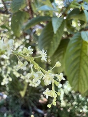 Reynoutria multiflora