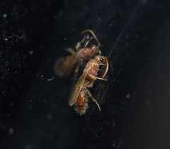 Hymenoptera