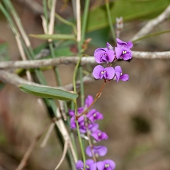 Hardenbergia violacea